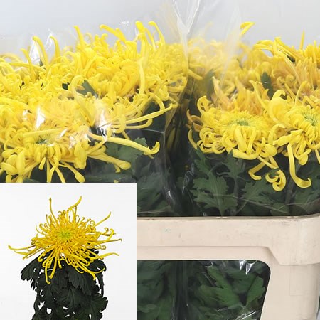 Chrysant Sgl. Cobra Yellow