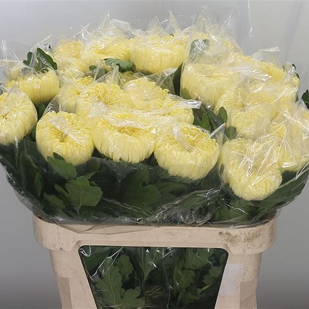 Chrysant Sgl. Creamist