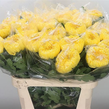 Chrysant Sgl. Creamist Gold