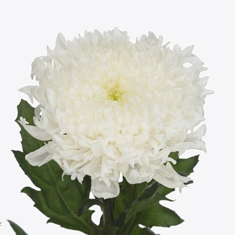 Chrysant Sgl. Einstein