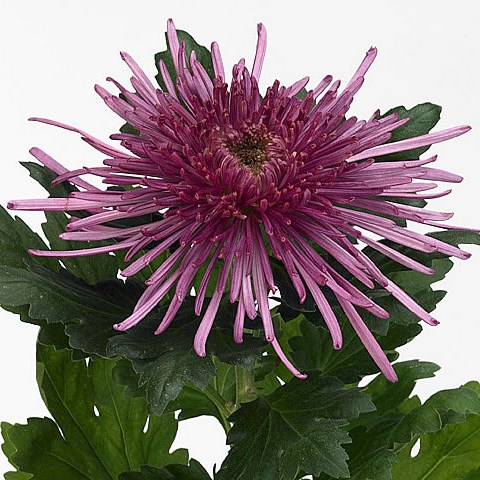Chrysant Sgl. Elbrus Dark