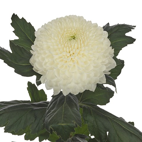 Chrysant Sgl. Evidence