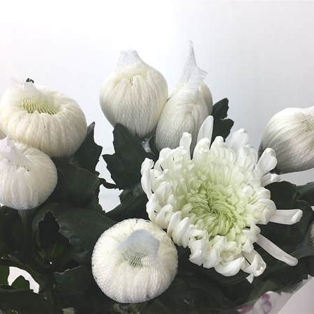 Chrysant Sgl. Falcon