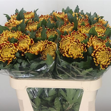 Chrysant Sgl. Fuego
