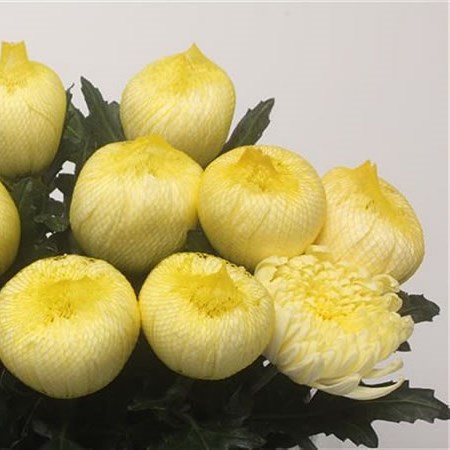 Chrysant Sgl. Gagarin Lunar