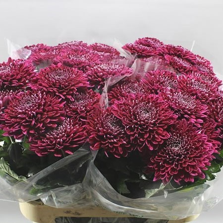 Chrysant Sgl. Gaviria