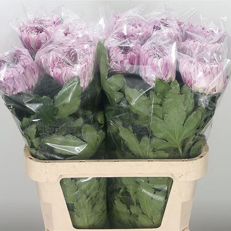 Chrysant Sgl. Holiday (Extra)