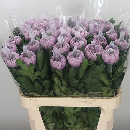 Chrysant Sgl. Hornbill Dark