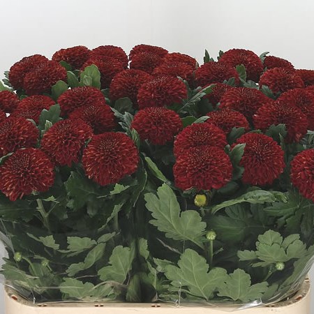 Chrysant Sgl. Kiev