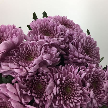 Chrysant Sgl. Ksenia