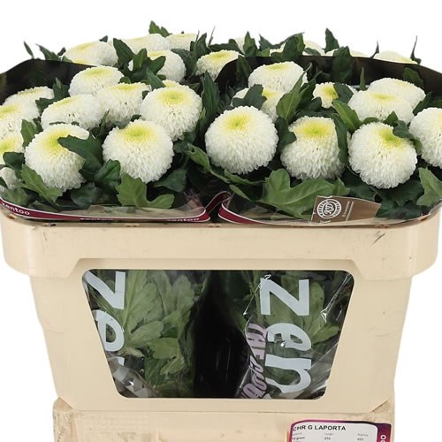 Chrysant Sgl. Laporta