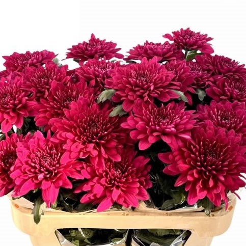 Chrysant Sgl. Lotso