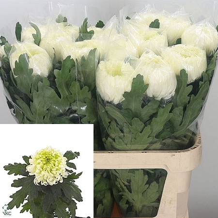 Chrysant Sgl. Louis Germ White (Extra)