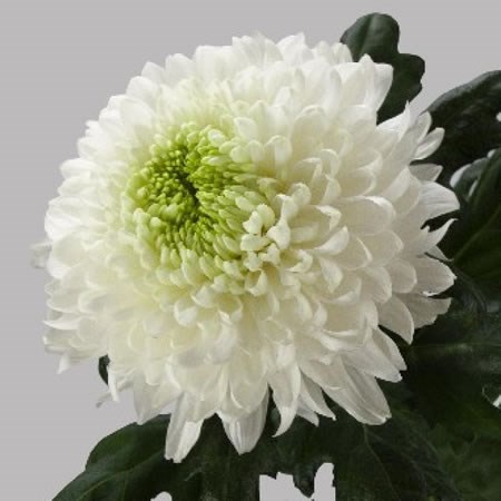 Chrysant Sgl. Magnum