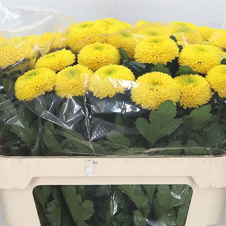 Chrysant Sgl. Marama Sunny