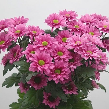 Chrysant Sgl. Memphis Pink
