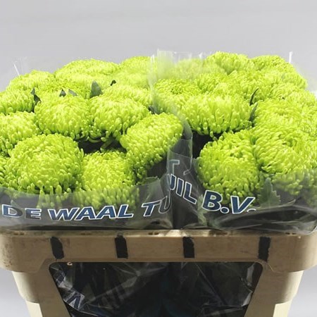Chrysant Sgl. Ofir