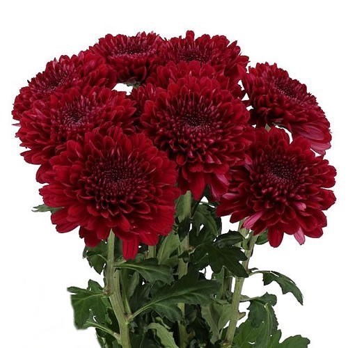 Chrysant Sgl. Parker Red 70cm Wholesale Dutch Flowers & Florist