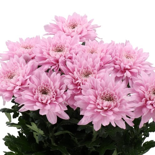 Chrysant Sgl. Petrushka
