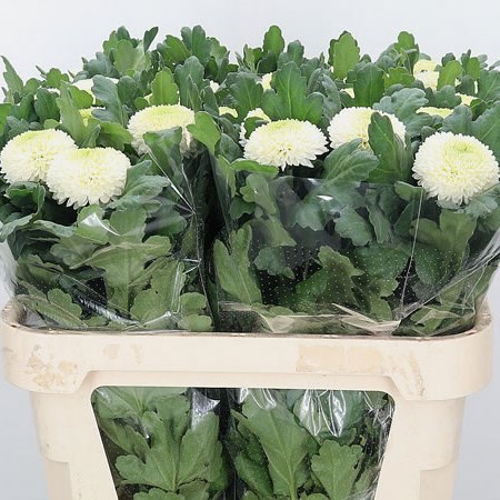 Chrysant Sgl. Ping Pong