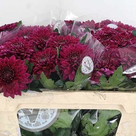 Chrysant Sgl. Pip Purple