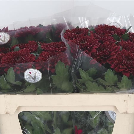Chrysant Sgl. Pip Red
