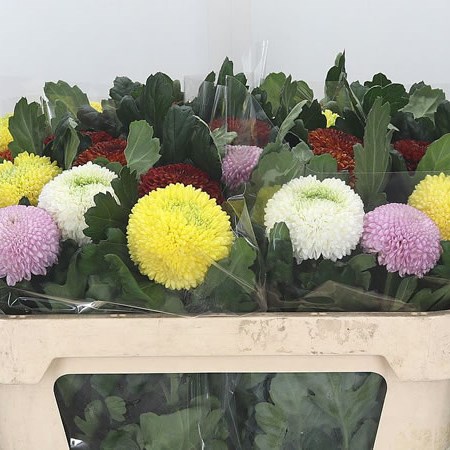 Chrysant Sgl. Pompon Mix