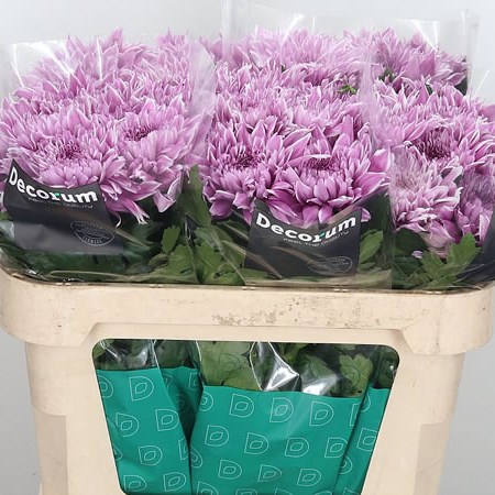 Chrysant Sgl. Resomee Frozen