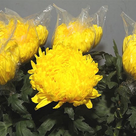 Chrysant Sgl. Rivalry