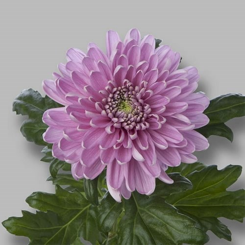Chrysant Sgl. Rossano Dark