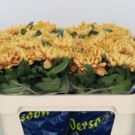Chrysant Sgl. Rossano Orange