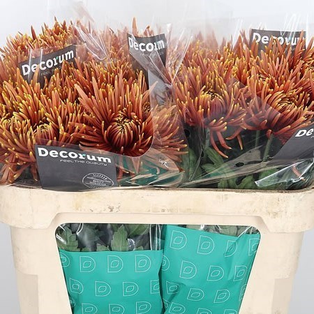 Chrysant Sgl. Saffina Dark