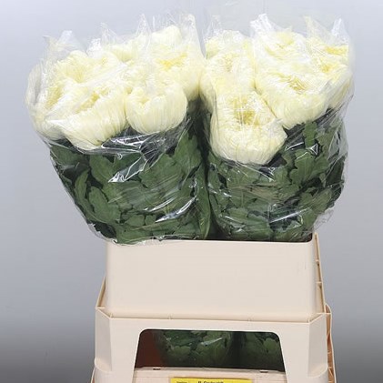 Chrysant Sgl. Sfera White (Extra)