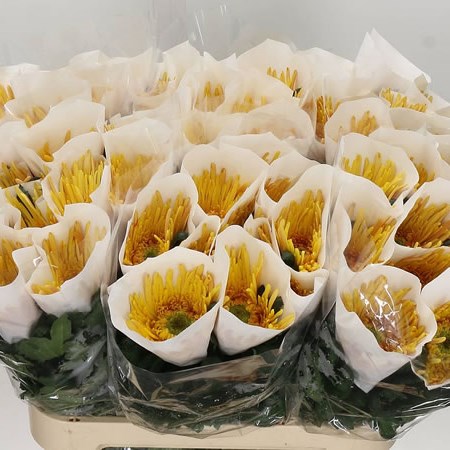 Chrysant Sgl. Spider Cuivre