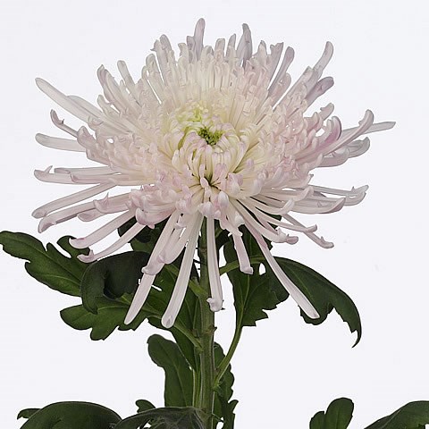 Chrysant Sgl. Spider Spivio