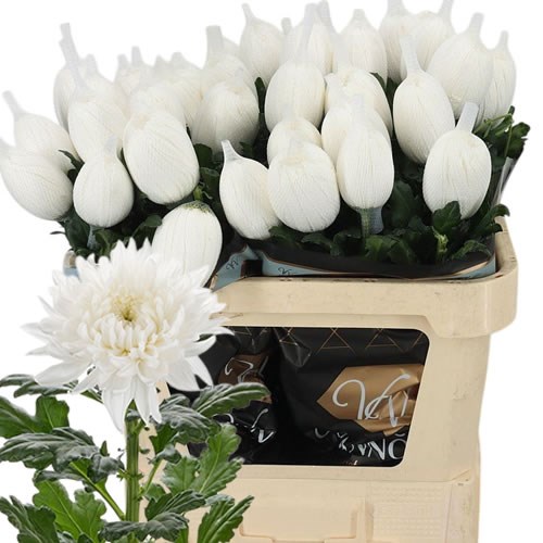 Chrysant Sgl. Stravina