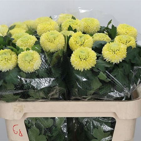 Chrysant Sgl. Sunny Boris Becker
