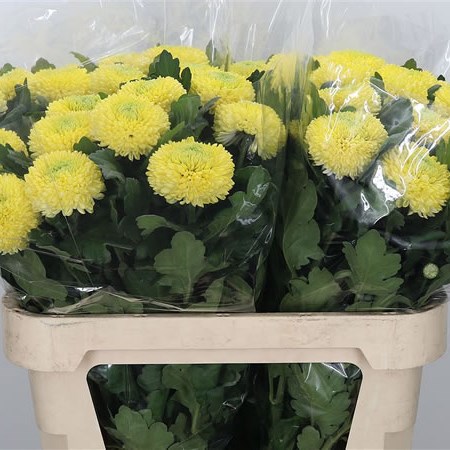 Chrysant Sgl. Sunny Boris Becker