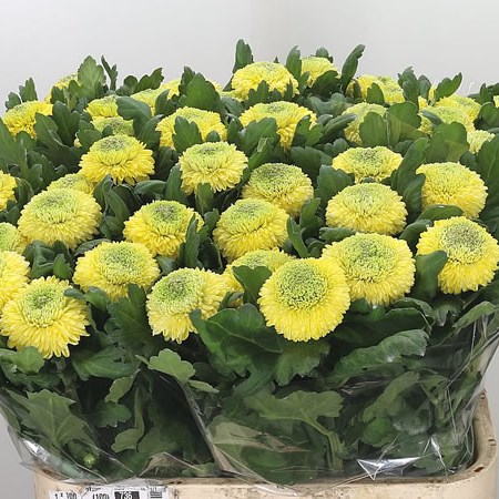 Chrysant Sgl. Sunny Boris Becker