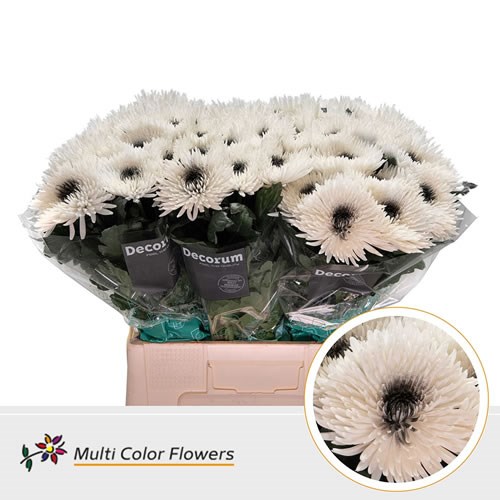  Chrysant Sgl. Topspin Dyed White/Black