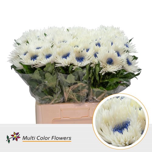  Chrysant Sgl. Topspin Dyed White/Dark Blue