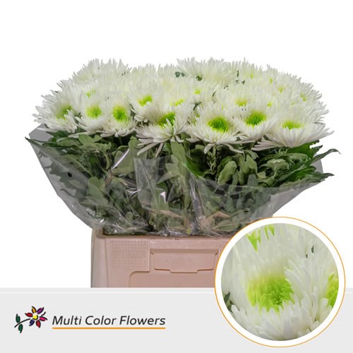  Chrysant Sgl. Topspin Dyed White/Light Green