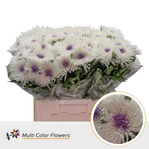  Chrysant Sgl. Topspin Dyed White/Lilac