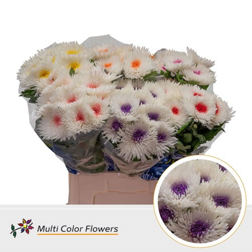  Chrysant Sgl. Topspin Dyed White/Mixed
