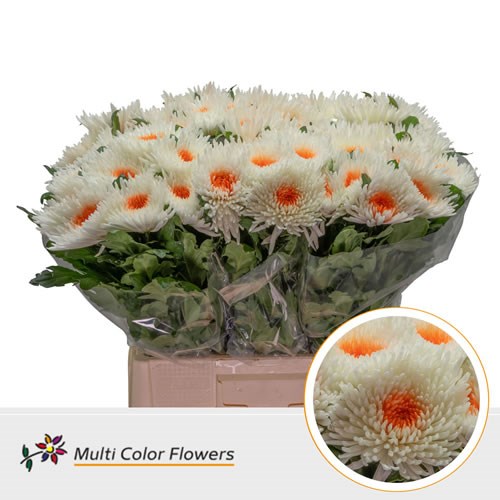  Chrysant Sgl. Topspin Dyed White/Orange