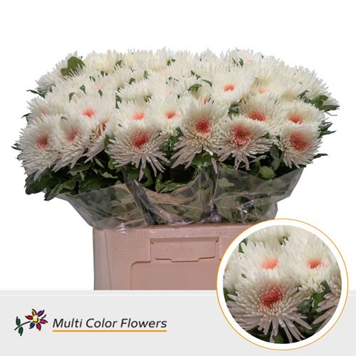  Chrysant Sgl. Topspin Dyed White/Pink