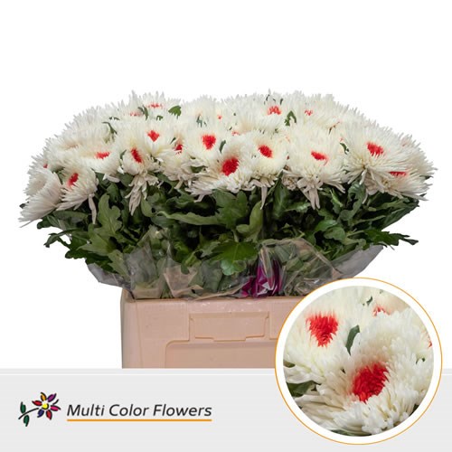  Chrysant Sgl. Topspin Dyed White/Red