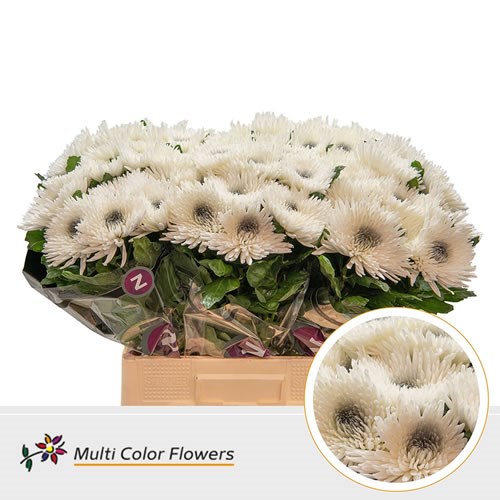  Chrysant Sgl. Topspin Dyed White/Silver