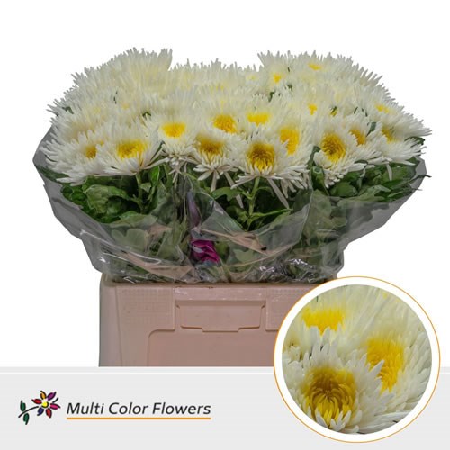 Chrysant Sgl. Topspin Dyed White/Yellow