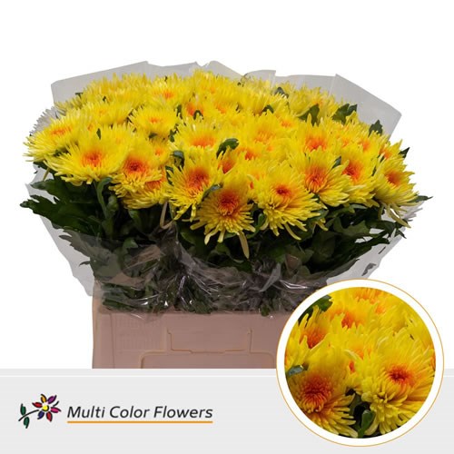 Chrysant Sgl. Topspin Dyed Yellow/Orange